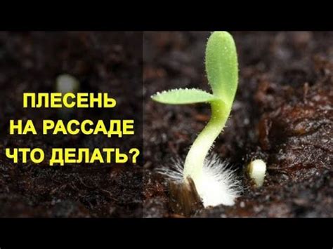 Что делать, если пармезан заплесневел?