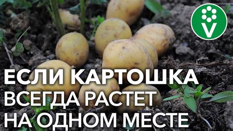 Что делать после картошки?