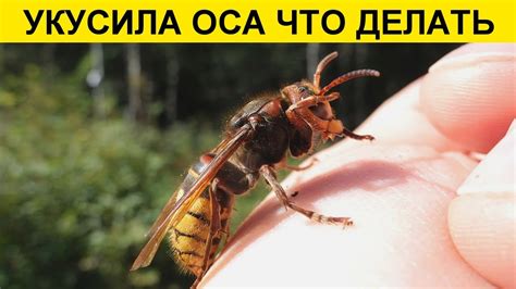 Что делать при укусе оси?