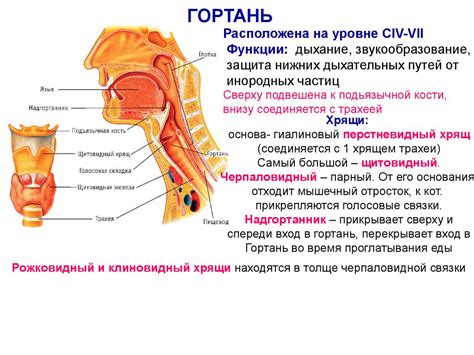 Что значит видимость надгортанника при осмотре горла?