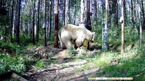 Что мы знаем о восприятии кошками своего отражения в зеркале