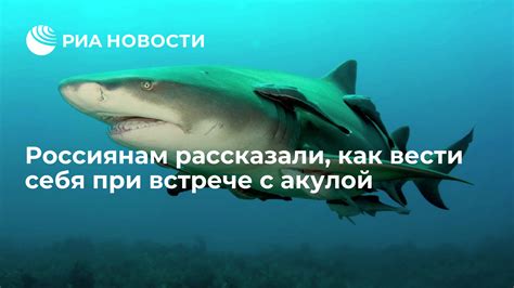 Что нужно знать о встрече с акулой в пресноводных водоемах