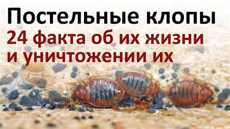 Что нужно знать о клопах