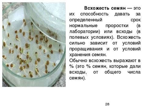 Что нужно знать перед посадкой семян сосны?