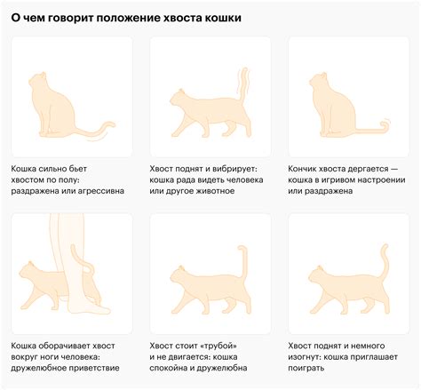 Что означает, если кот бьет хвостом по полу?