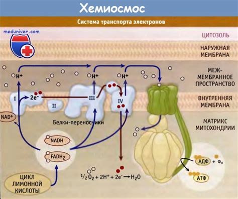 Что происходит в митохондриях?