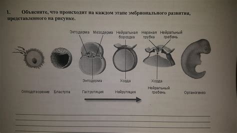 Что происходит на каждом этапе?