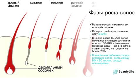 Что происходит со волосами