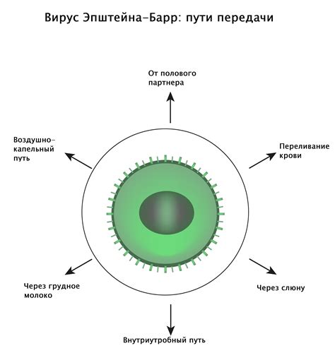 Что такое вирус Эпштейна-Барра?