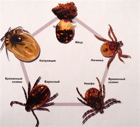 Что такое клещ и как он может быть зараженным