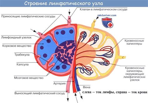 Что такое лимфатические узлы и зачем они нужны?