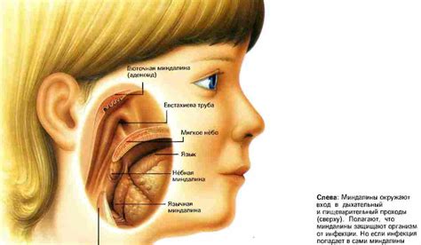 Что такое миндалины?