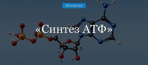 Что такое синтез АТФ?