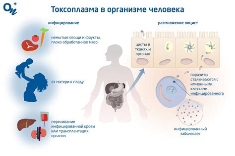 Что такое токсоплазмоз и как он передается?