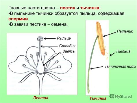 Что такое тычинки и как они работают