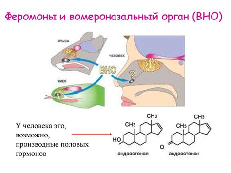 Что такое феромоны?