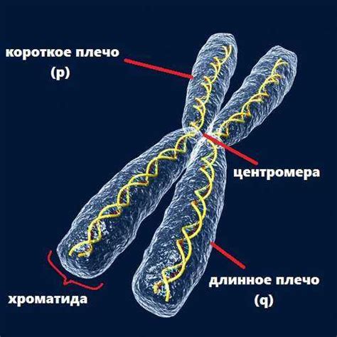 Что такое хромосомы и как они определяются?