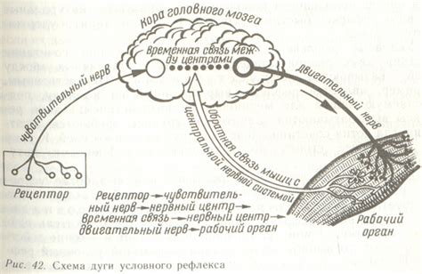 Чувственные сигналы