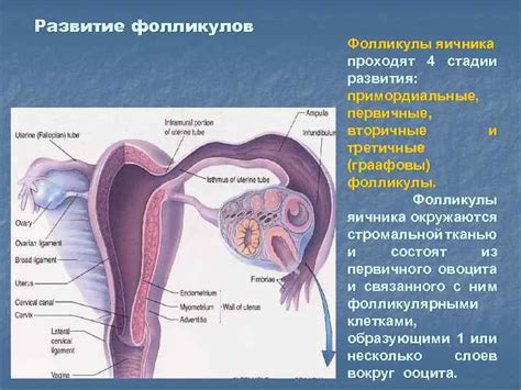 Чувствительность органов половой системы