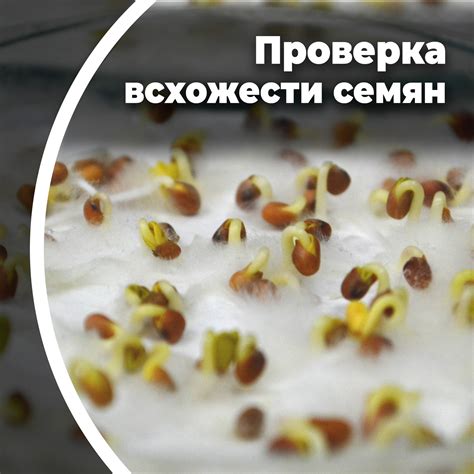 Шаги для проверки всхожести семян дома