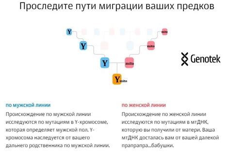 Шаги для самостоятельного определения гаплогруппы