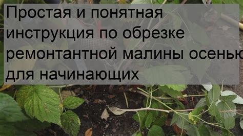 Шаги и инструкции по осенней обрезке ремонтантной малины под корень