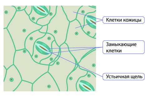 Шаги построительства клетки