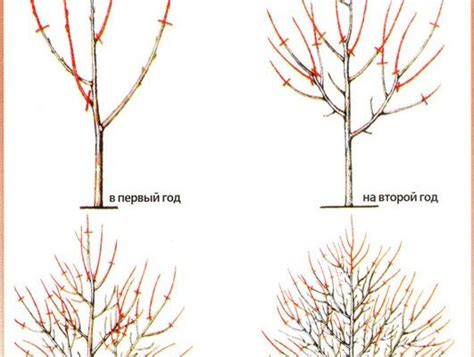 Шаги по обрезке абрикоса и яблони осенью