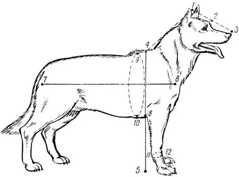 Шаг 1: Начертание основных очертаний туловища собаки