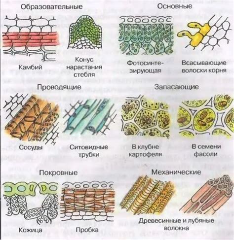 Шаг 1. Изучение доступных видов ткани