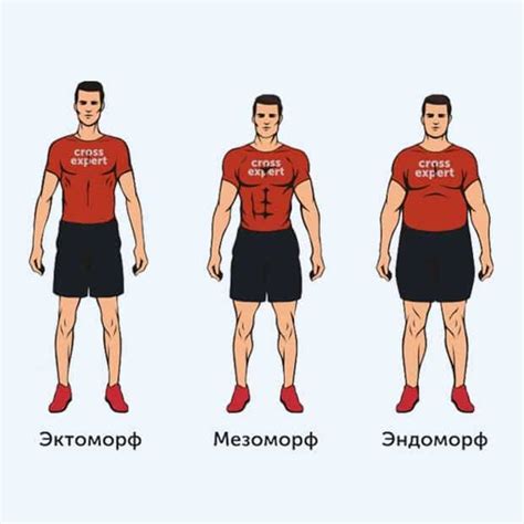 Шаг 2: Оцените телосложение и размеры