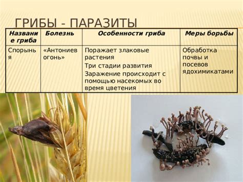 Шаг 2: Проверка токсичности гриба во время варки