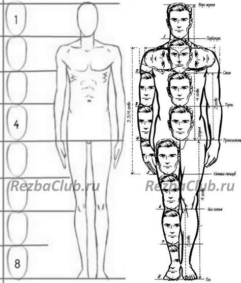 Шаг 3: Отобразите пропорции тела