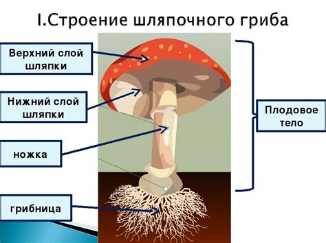 Шаг 4: Простой тест на предварительно готовленной небольшой части гриба