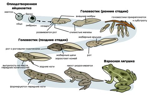 Шаг 9. Управление и развитие жабы в жабаботе