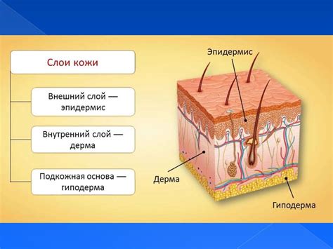 Щеки и их строение: что скрывается под пухлыми щеками?