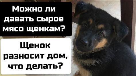 Щенку можно давать сырое яйцо?