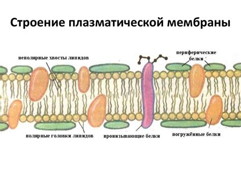 Эволюционные преимущества наличия плазматической мембраны у прокариотов