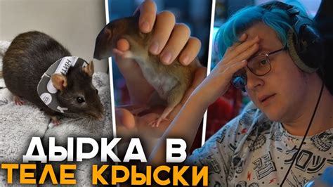 Эксперимент с подсаживанием одной крысы к другой