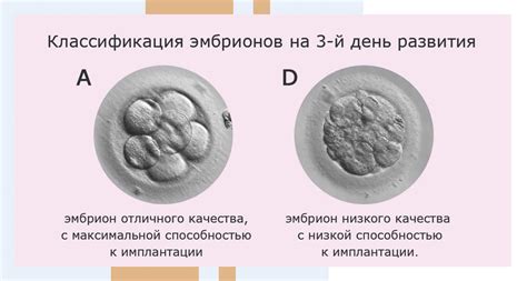 Эмбрион: рост и развитие после переноса