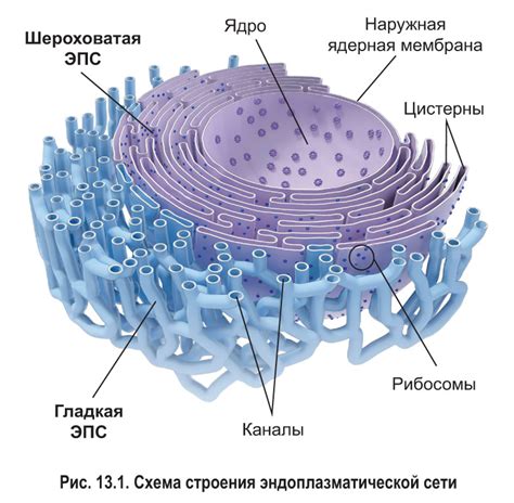 Эндоплазматическая сеть: основная составляющая растительной клетки