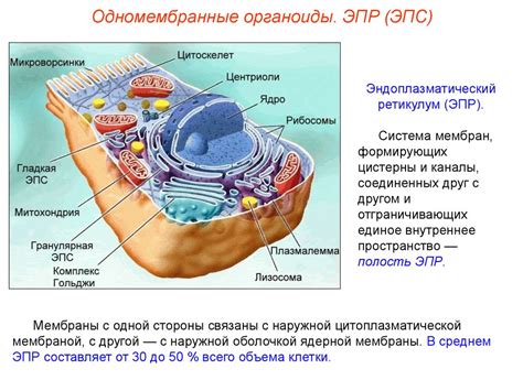 Эндоплазматическая сеть и синтез белка в растительных клетках