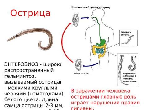 Энтеробиоз: опасность заражения от ребенка?