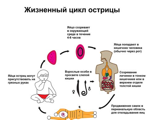 Энтеробиоз: что это такое и как происходит заражение?