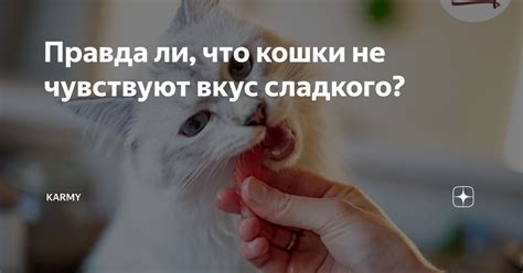 Это правда, что кошки не чувствуют сытости?