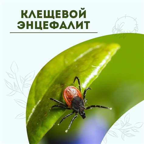 Эффективность прививки от клещевого энцефалита: что говорят исследования?