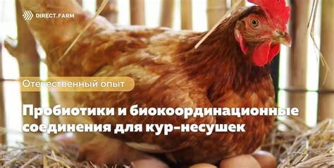 Эффект социальной иерархии на яйценоскость кур