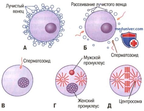 б) Созревание яйцеклетки