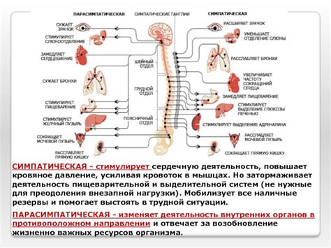  Влияние нервной системы на кровяное давление 