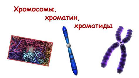  Значение изучения хроматиды и хромосомы в биологии и медицине 